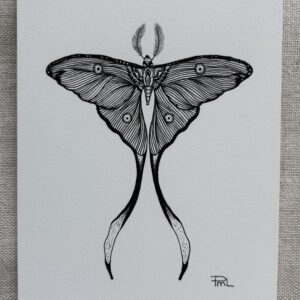 Papillon nocturne