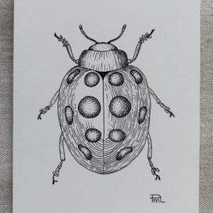 La Coccinelle